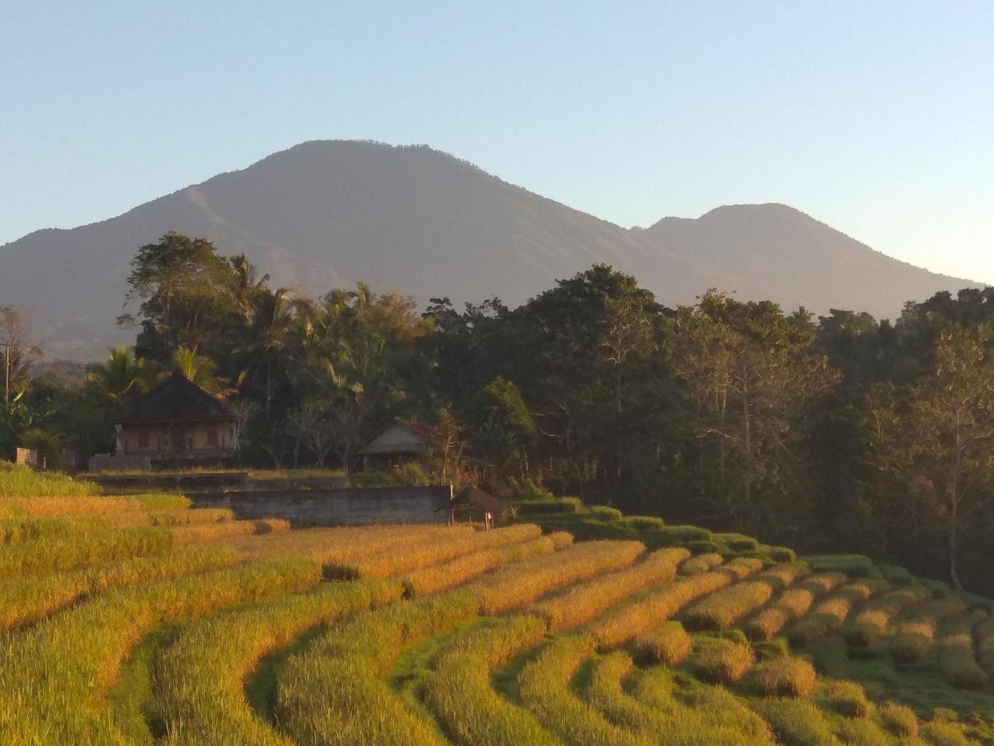 Bali Mountain Forest Cabin Penebel Pokój zdjęcie